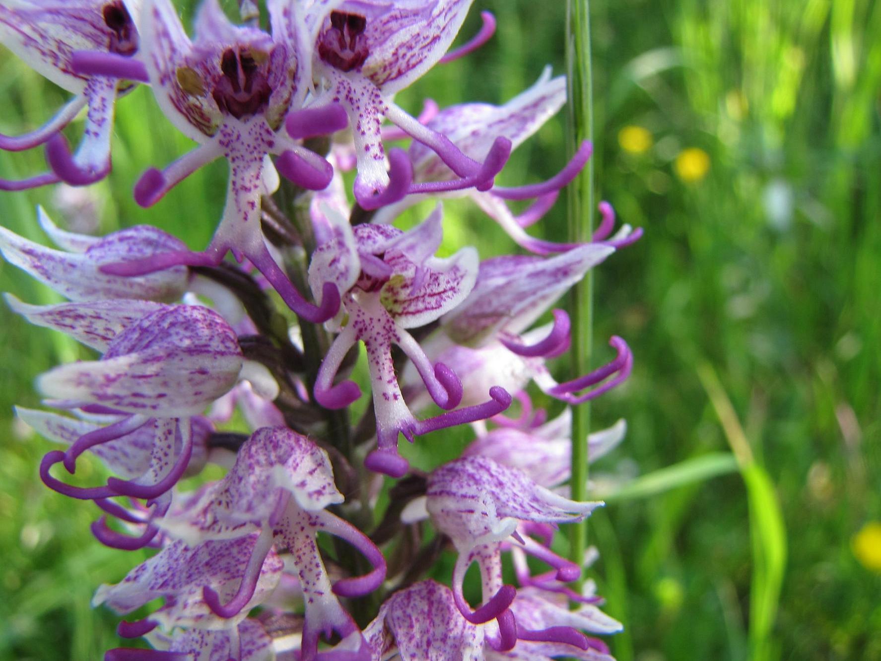 Ophrys insectifera e altro